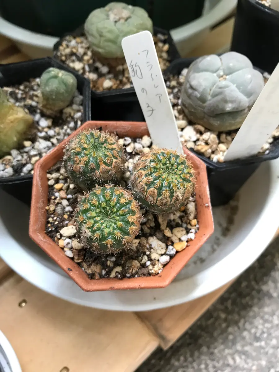 フライレア 豹の子 栽培記録 201406-｜そだレポ（栽培レポート）byさ