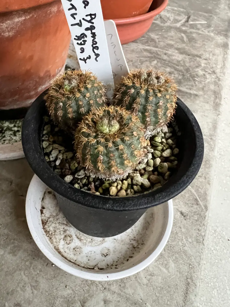 フライレア 豹の子 栽培記録 201406-｜そだレポ（栽培レポート）byさ