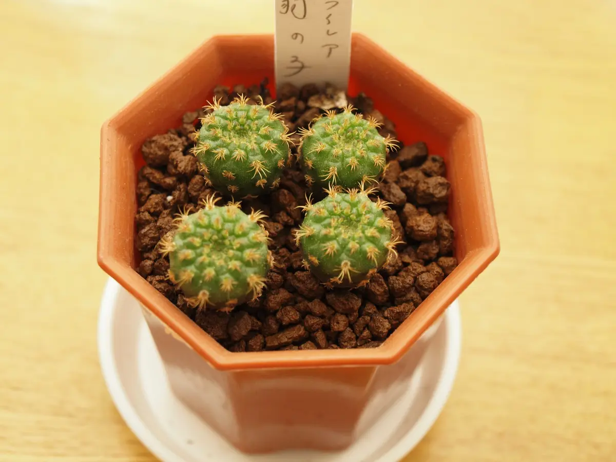 フライレア 豹の子 栽培記録 201406-｜そだレポ（栽培レポート）byさ