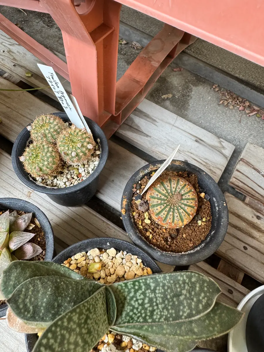 フライレア 豹の子 栽培記録 201406-｜そだレポ（栽培レポート）byさ