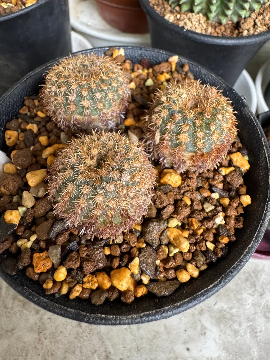 フライレア 豹の子 寄せ植え （実生） #169 フライレア 豹の子 寄せ植え （実生） #169