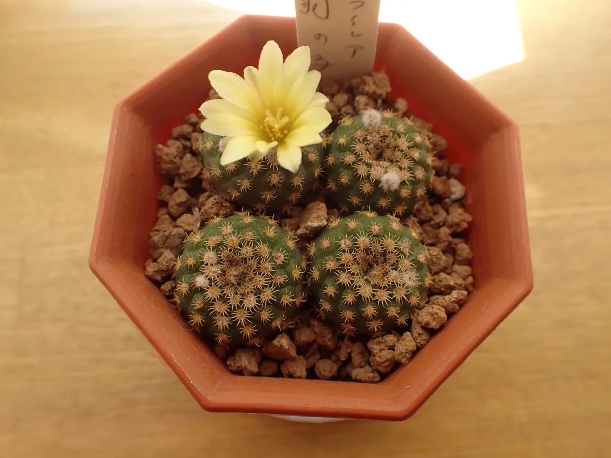 フライレア 豹の子 栽培記録 201406-｜そだレポ（栽培レポート）byさ