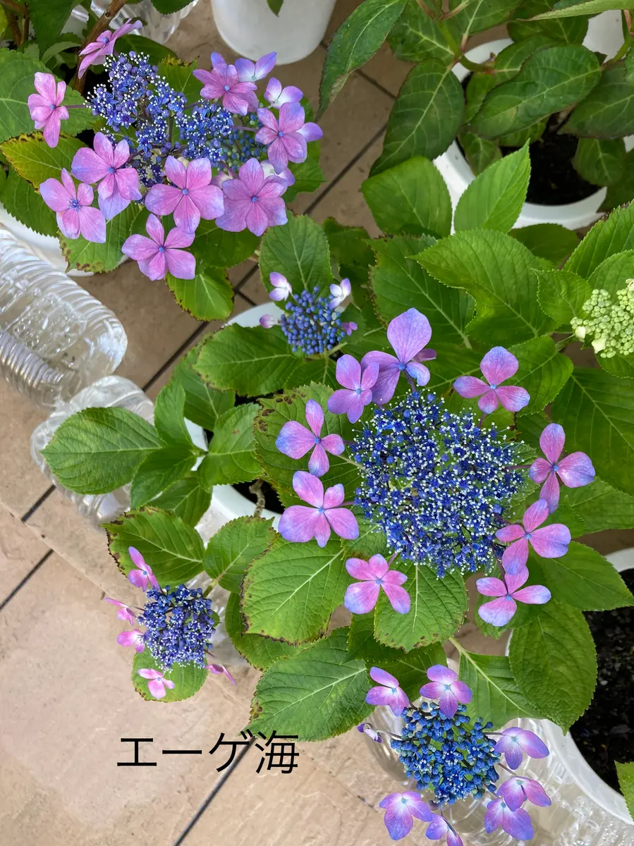 紫陽花 加茂セレクション「エーゲ海」2年目｜そだレポ（栽培レポート