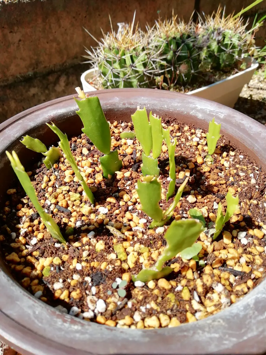 2021シャコバサボテン挿し芽🌱から｜そだレポ（栽培レポート）byくりぼ