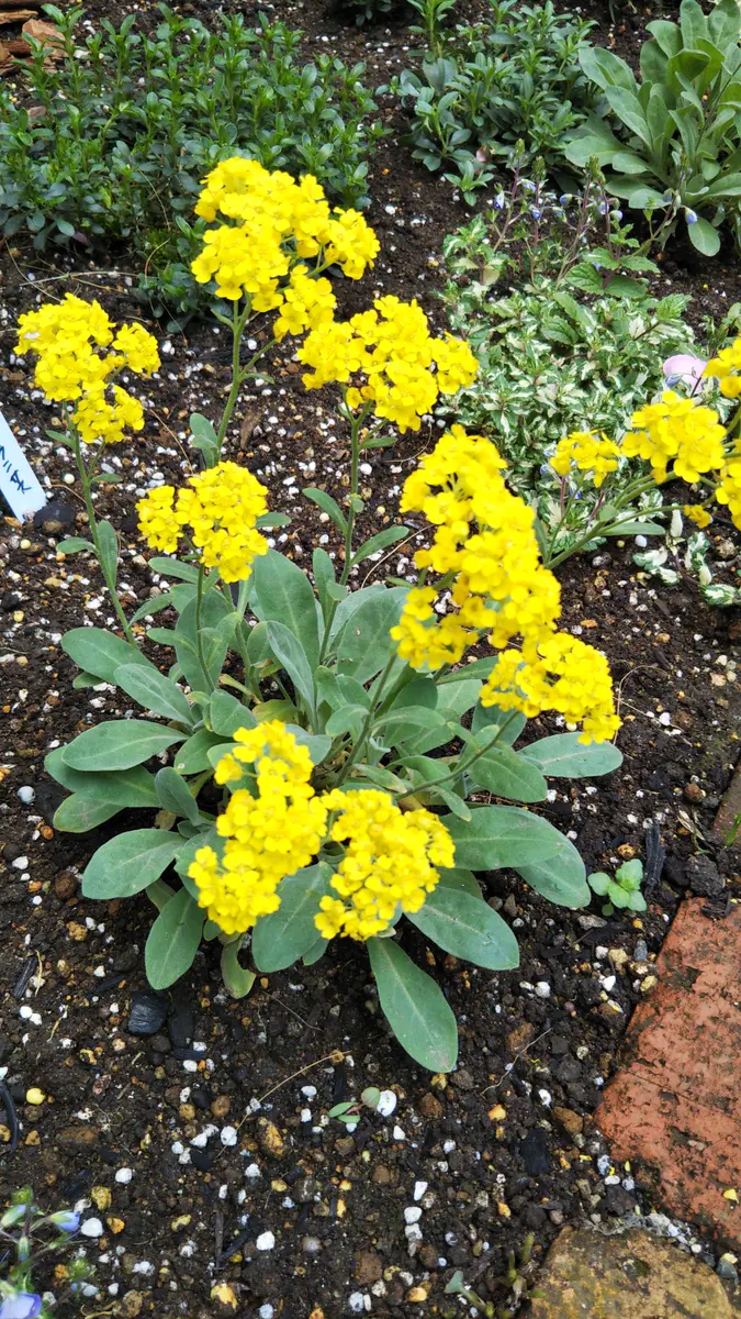 20216月アリッサムサミット種から｜そだレポ（栽培レポート）by