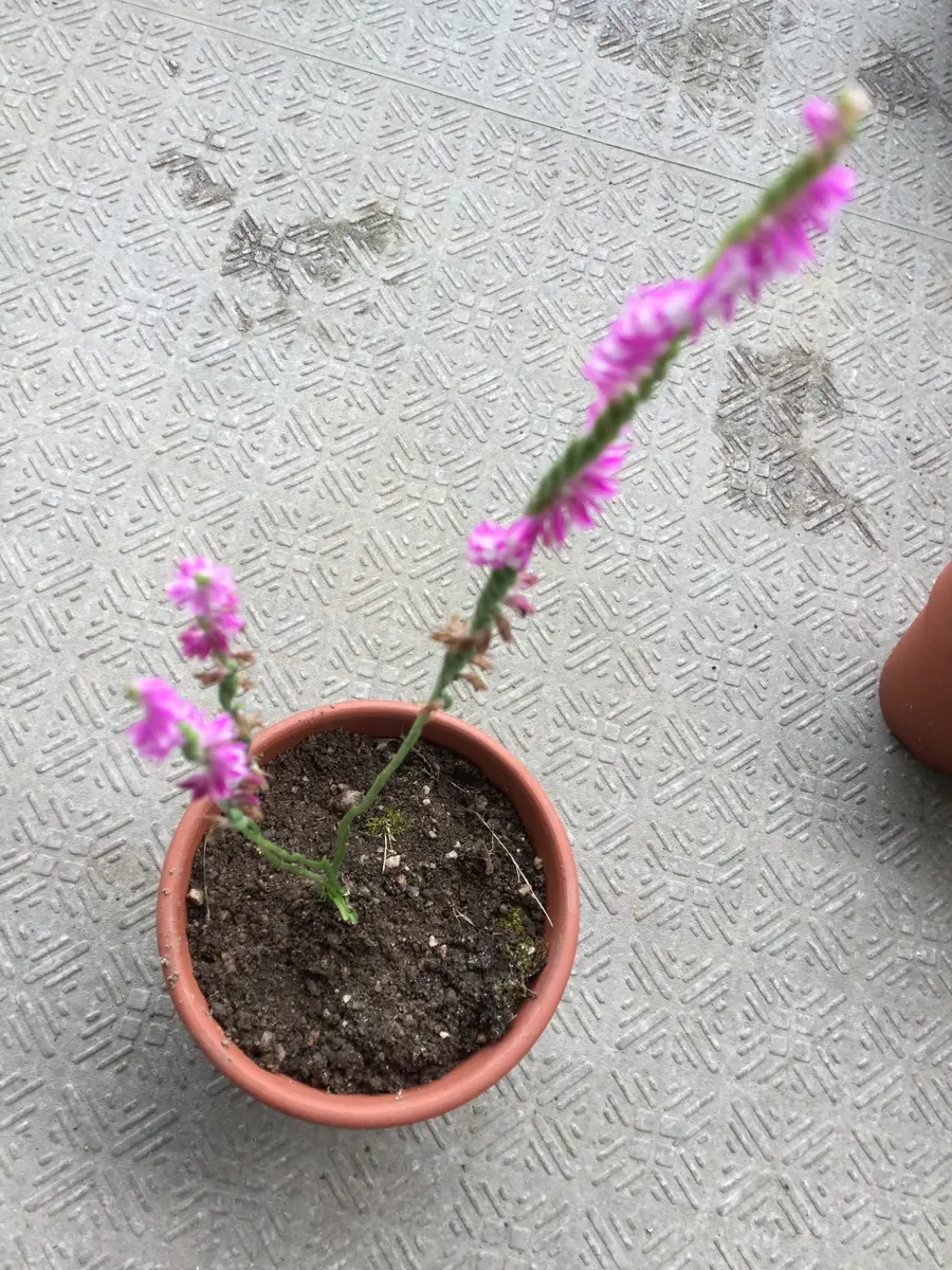 ネジバナ の 育て 方