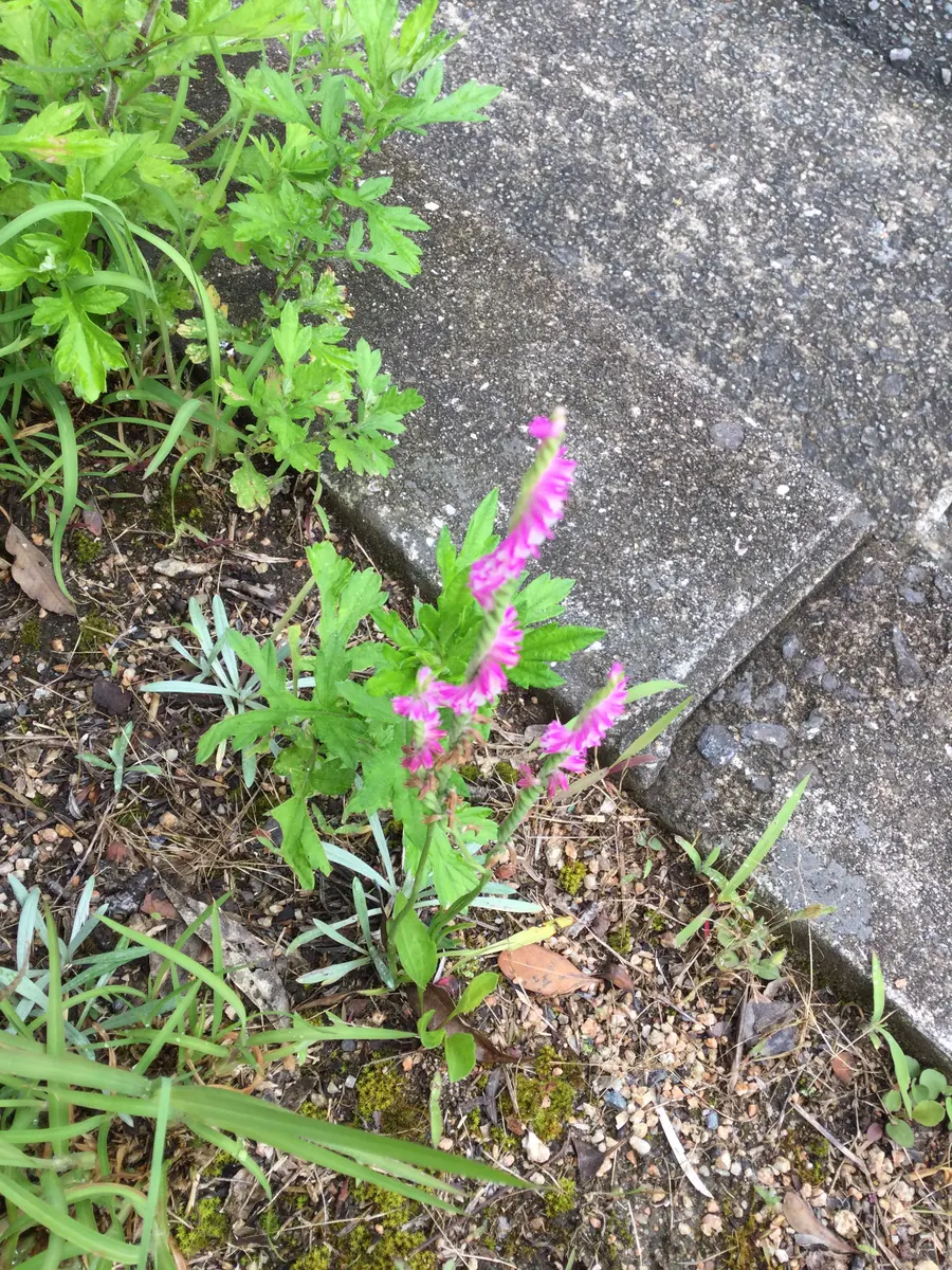 ネジバナ の 育て 方