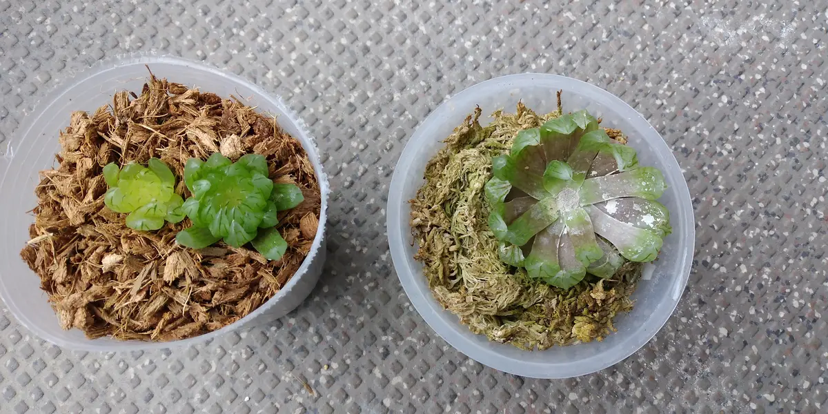 22d ハオルチア 多肉植物 水晶101錦 自家繁殖