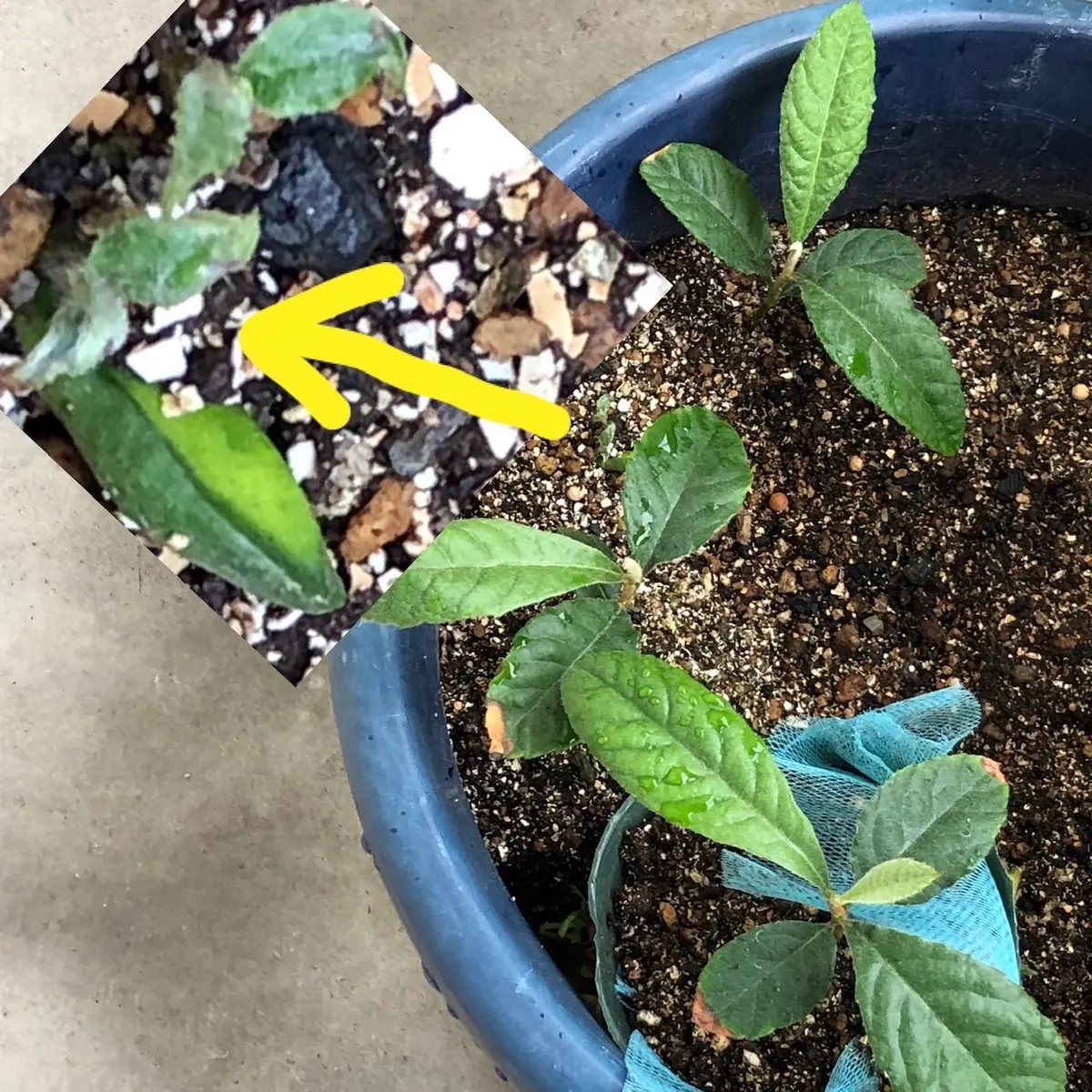 親戚が育てたビワから種を取って植えてみる｜そだレポ（栽培レポート