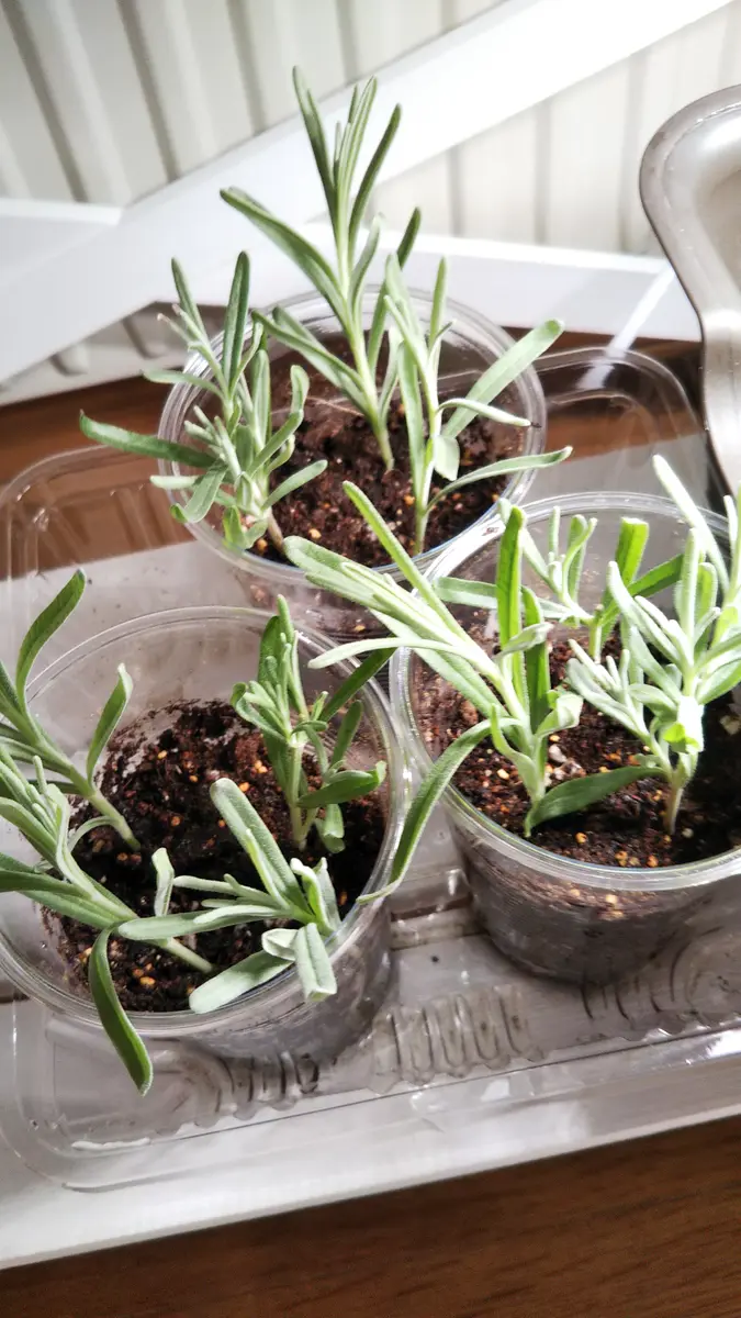 20217月ラベンダー挿し木｜そだレポ（栽培レポート）byユキグニー