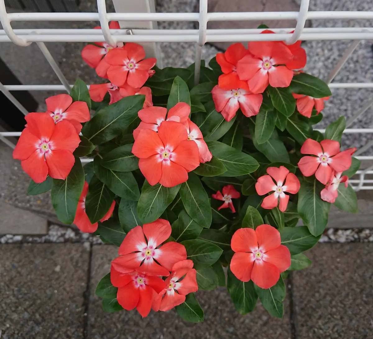 みんみん❗セツブンソウ来春開花予定6球・日向ササユリ2球お届け