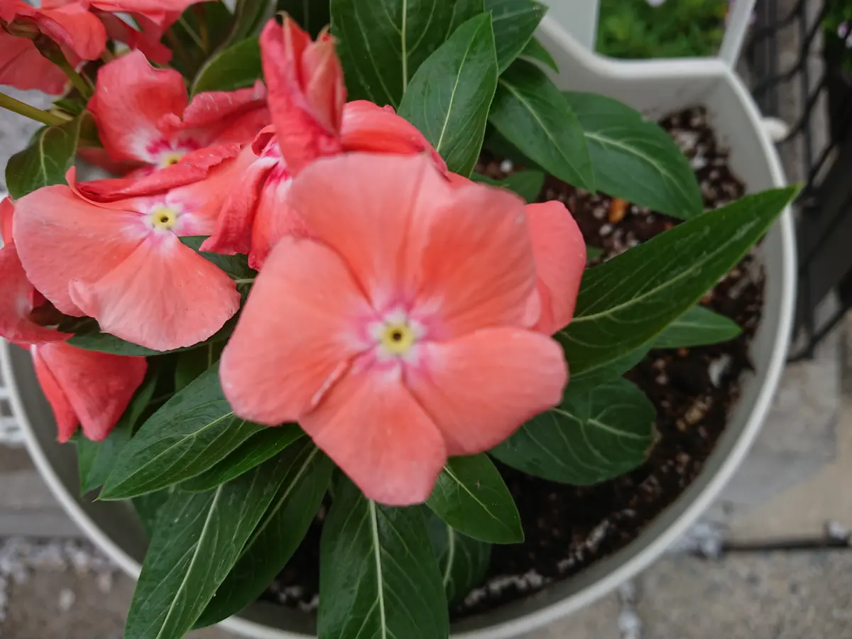 みんみん❗セツブンソウ来春開花予定6球・日向ササユリ2球お届け