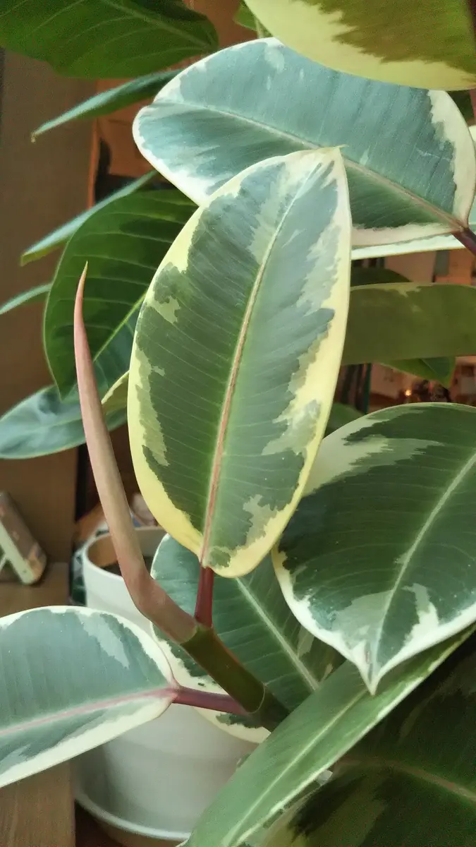 ⚠️引き取り希望 ゴムの木 約1.6メートル