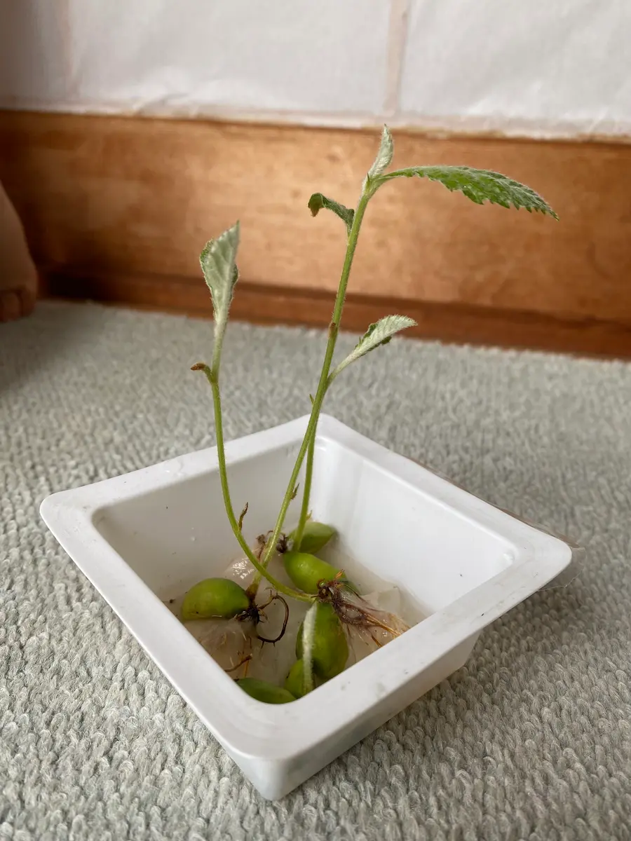 ビワを種から実がつくまで育ててみる｜そだレポ（栽培レポート）byゆみ