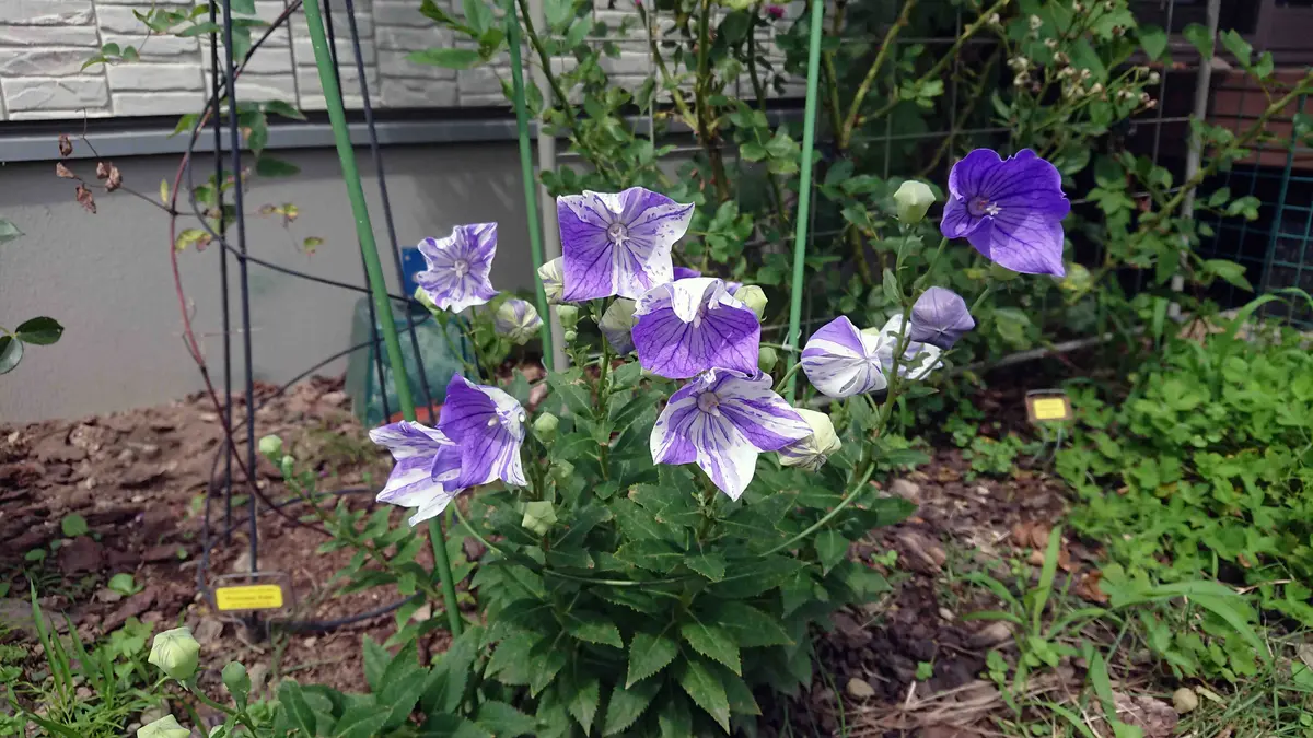 絞り咲きの涼しげな花に魅せられて｜キキョウのそだレポ（栽培レポート