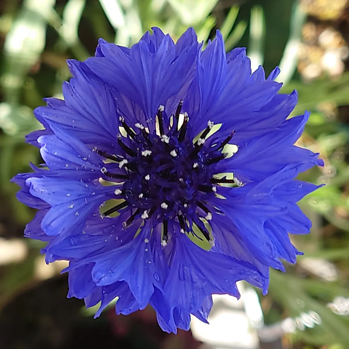 矢車草種蒔き隊に参加します✌️｜そだレポ（栽培レポート）byぷぅ