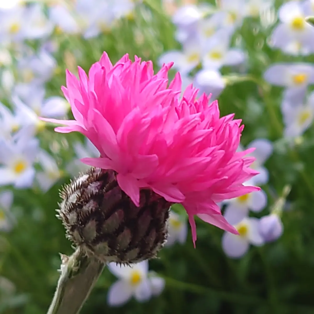矢車草種蒔き隊に参加します✌️｜そだレポ（栽培レポート）byぷぅ