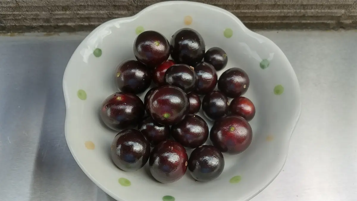 ジャボチカバ　開花株　大葉系 ジャボチカバ ジャボチカバ 大葉系の特徴と育て方