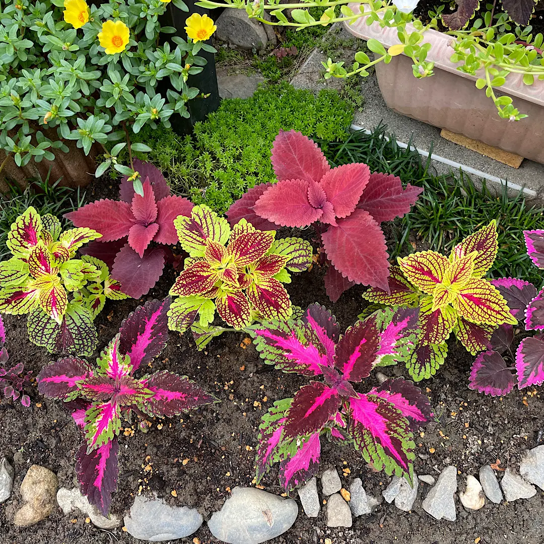 コリウスの挿木｜そだレポ（栽培レポート）byHaru⭐︎｜みんなの趣味の園芸