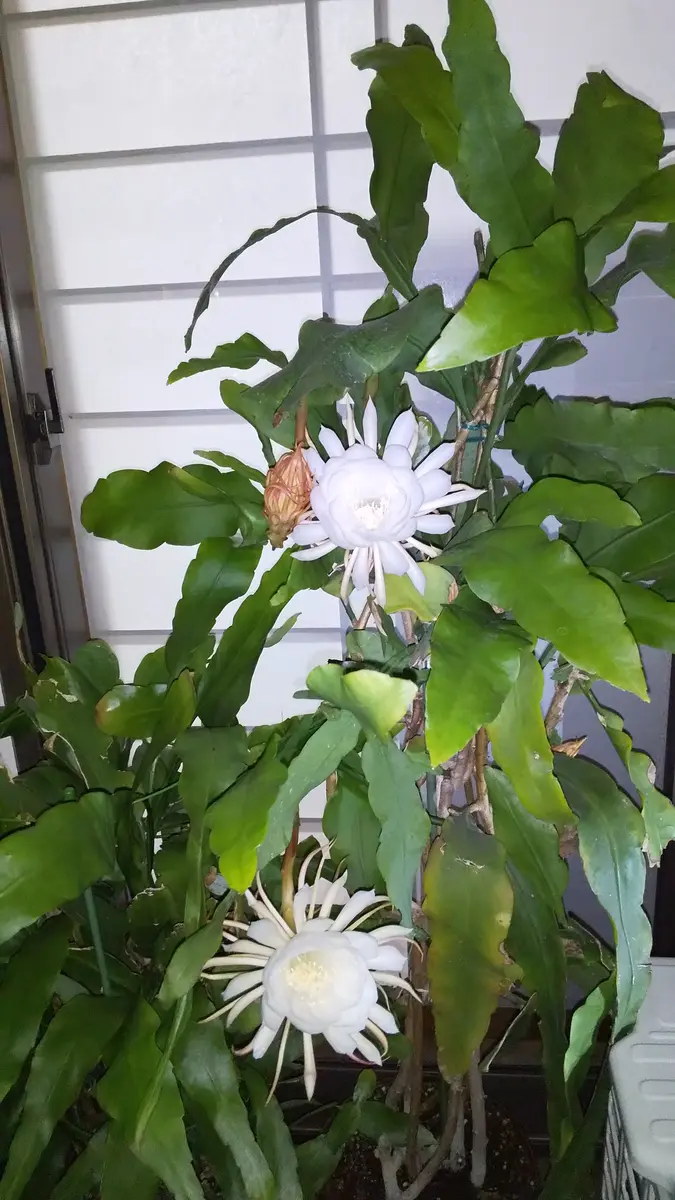 開花株 10年物の大株】月下美人 9/13つぼみ3個