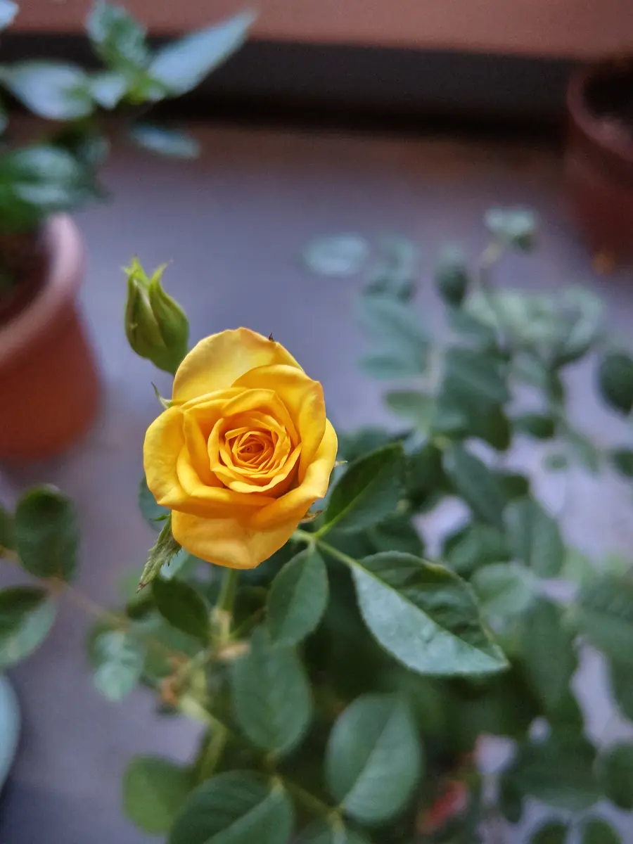黄色い薔薇 バラ苗】ローズ ヨコハマ | 花巻温泉 公式オンラインショップ