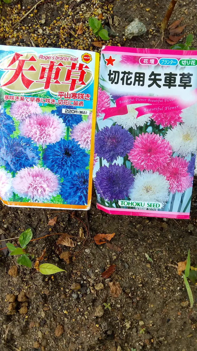 矢車草種蒔き隊参加｜そだレポ（栽培レポート）byとときち｜みんなの