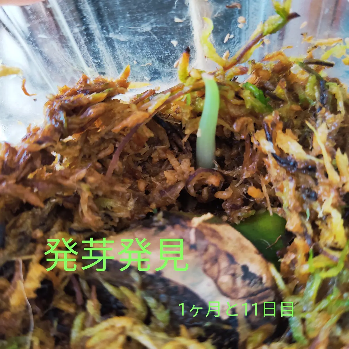 カーティシー/茎伏せ/発根済み/発芽予兆有り/親株は10年以上前入手 2〜3発芽カーティシー/茎伏せ/発根済み/発芽予兆有り/親株は10年