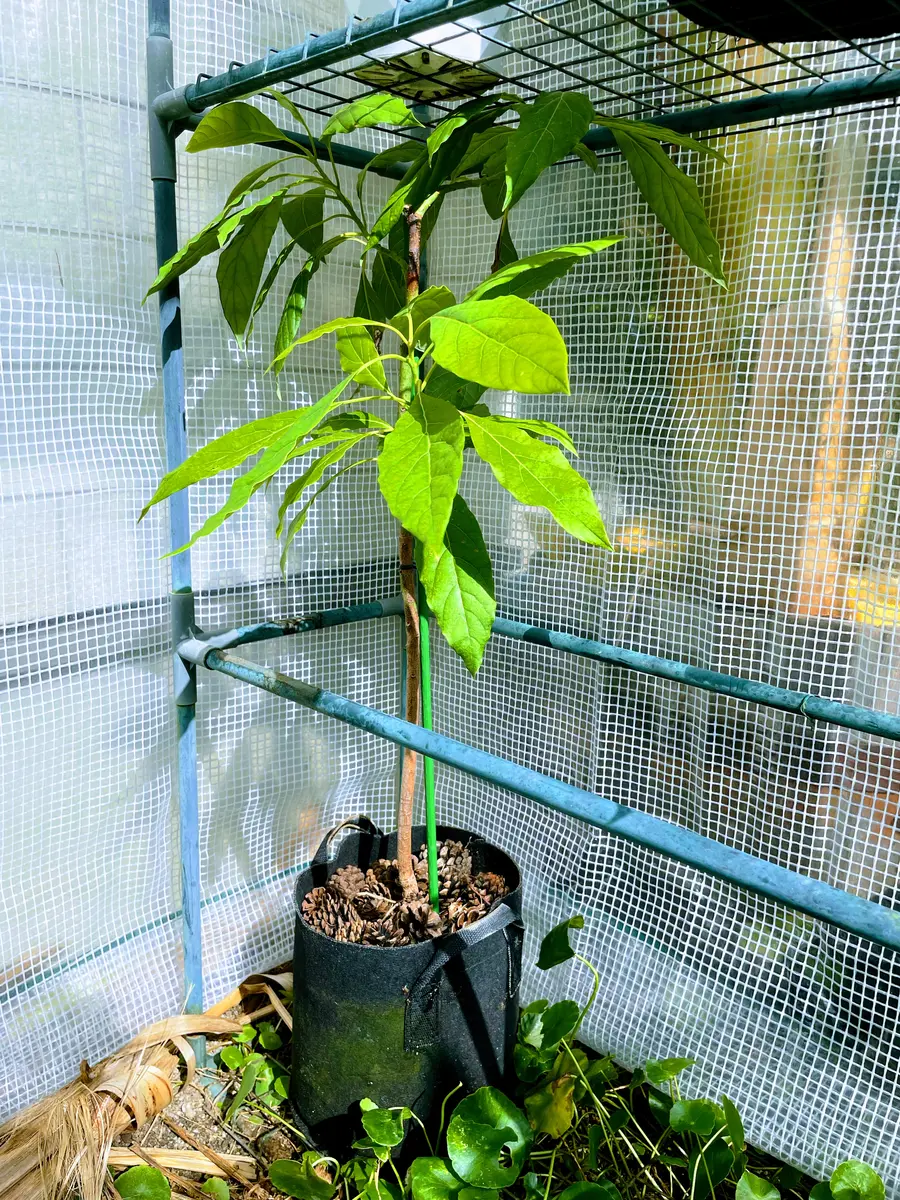 2021〜種から育てるアボカド🥑｜そだレポ（栽培レポート）by