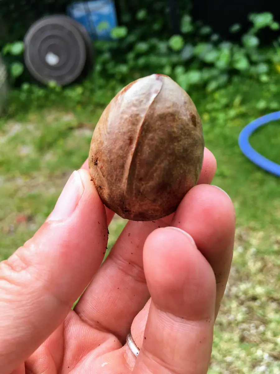 2021〜種から育てるアボカド🥑｜そだレポ（栽培レポート）by