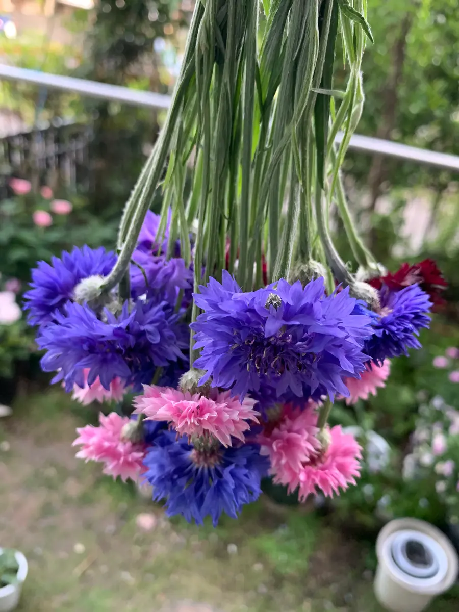 はじめての矢車草🌸｜そだレポ（栽培レポート）byかずんば｜みんなの趣味の園芸