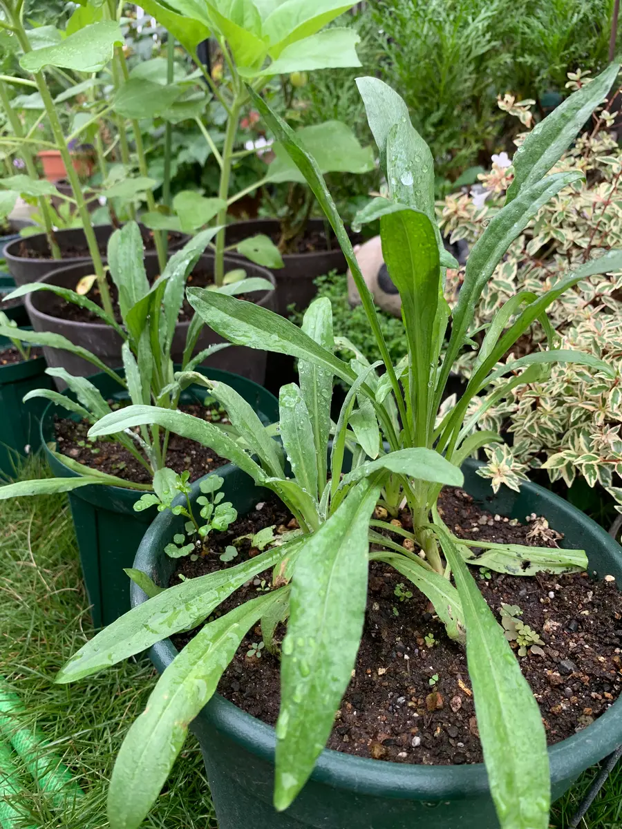 9月20日「はじめての矢車草🌸」-そだレポ｜みんなの趣味の園芸