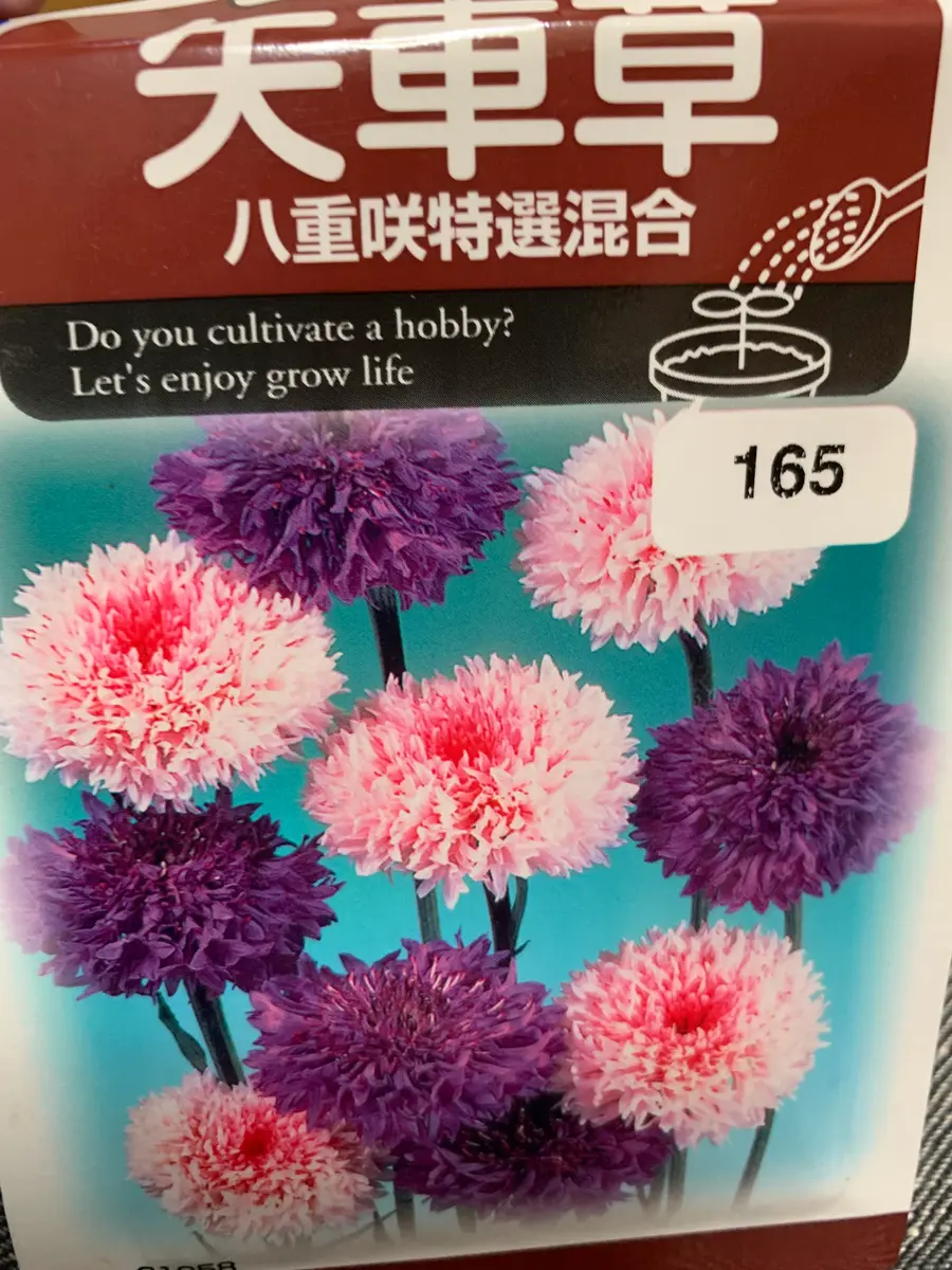 はじめての矢車草🌸｜そだレポ（栽培レポート）byかずんば｜みんなの