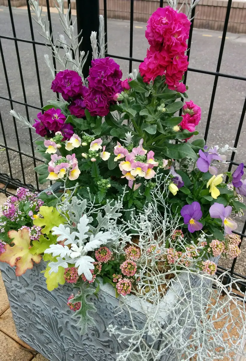 ストックの八重鑑別してみたい❗｜そだレポ（栽培レポート）byときこ