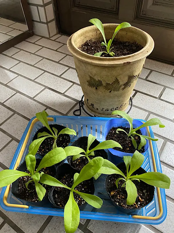 カレンデュラ（キンセンカ）を種から育てる♪｜そだレポ（栽培レポート