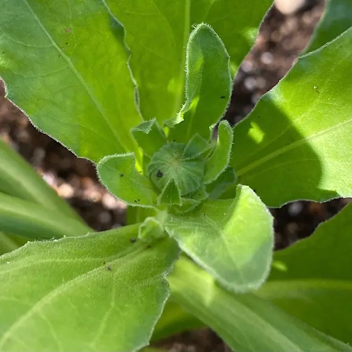 カレンデュラ（キンセンカ）を種から育てる♪｜そだレポ（栽培レポート