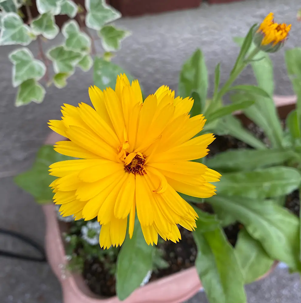 カレンデュラ（キンセンカ）を種から育てる♪｜そだレポ（栽培レポート