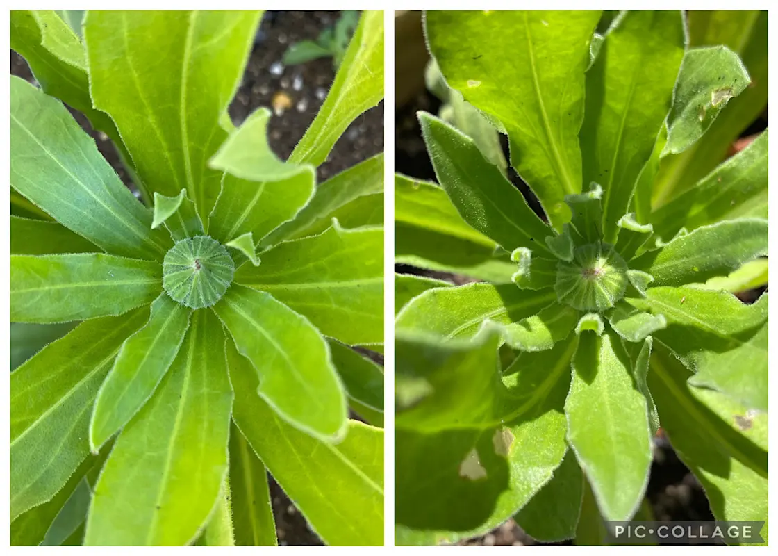 カレンデュラ（キンセンカ）を種から育てる♪｜そだレポ（栽培レポート