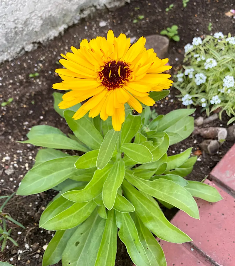 カレンデュラ（キンセンカ）を種から育てる♪｜そだレポ（栽培レポート