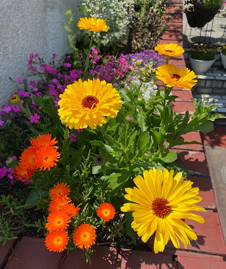 カレンデュラ（キンセンカ）を種から育てる♪｜そだレポ（栽培レポート