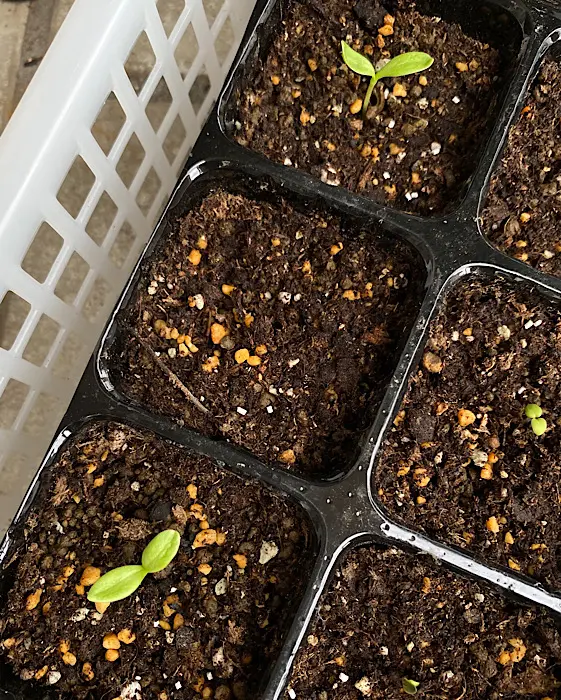 カレンデュラ（キンセンカ）を種から育てる♪｜そだレポ（栽培レポート