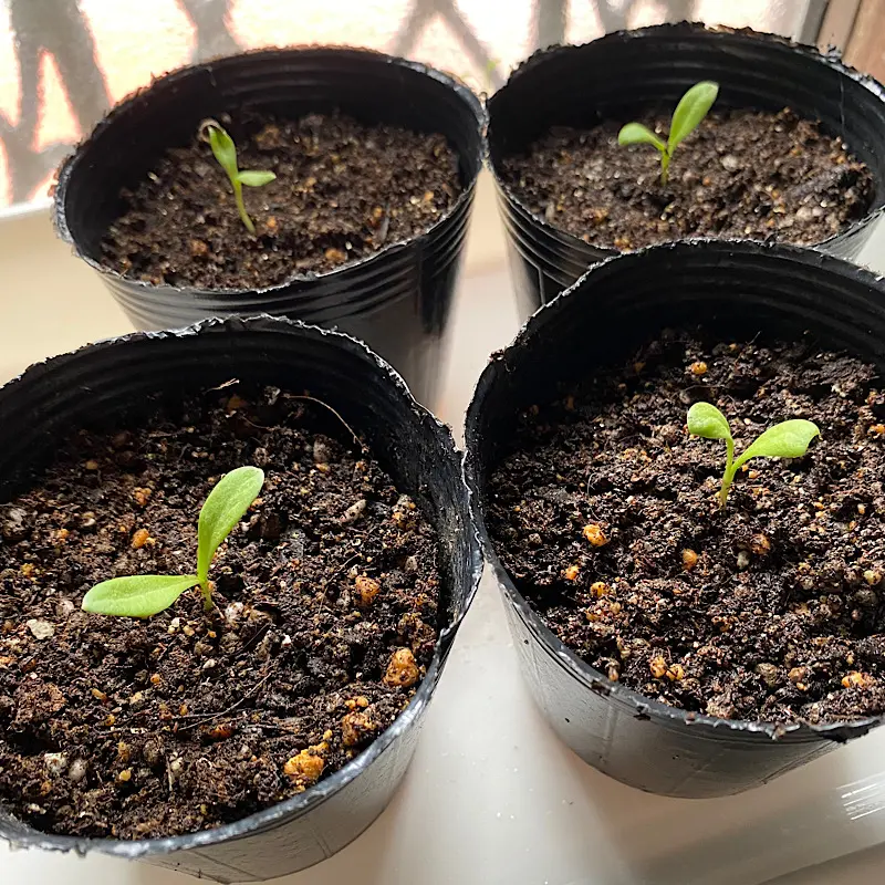 カレンデュラ（キンセンカ）を種から育てる♪｜そだレポ（栽培レポート