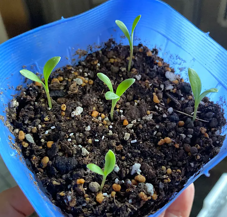 カレンデュラ（キンセンカ）を種から育てる♪｜そだレポ（栽培レポート