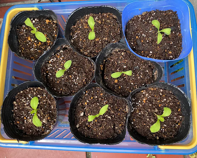 カレンデュラ（キンセンカ）を種から育てる♪｜そだレポ（栽培レポート