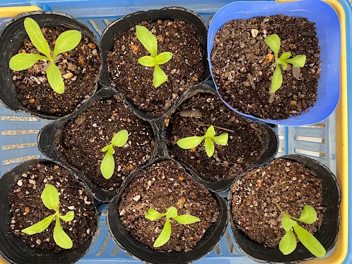 カレンデュラ（キンセンカ）を種から育てる♪｜そだレポ（栽培レポート