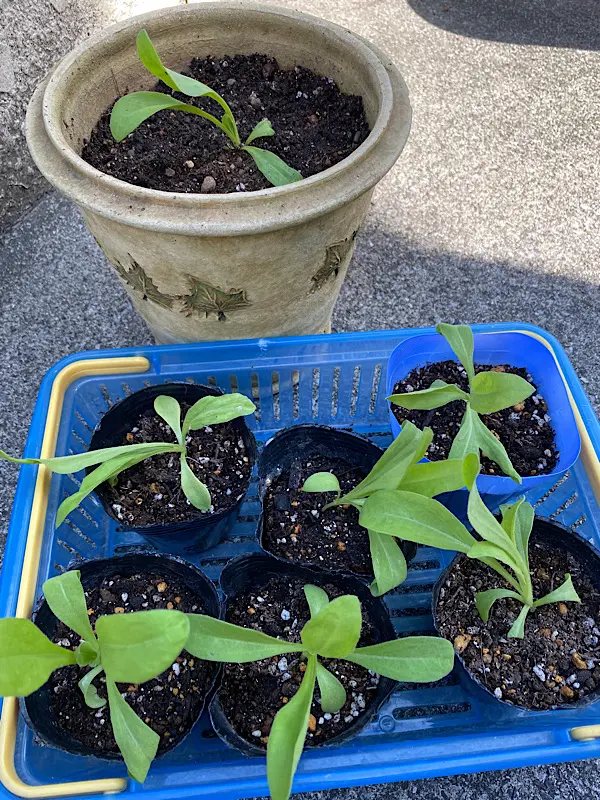 カレンデュラ（キンセンカ）を種から育てる♪｜そだレポ（栽培レポート