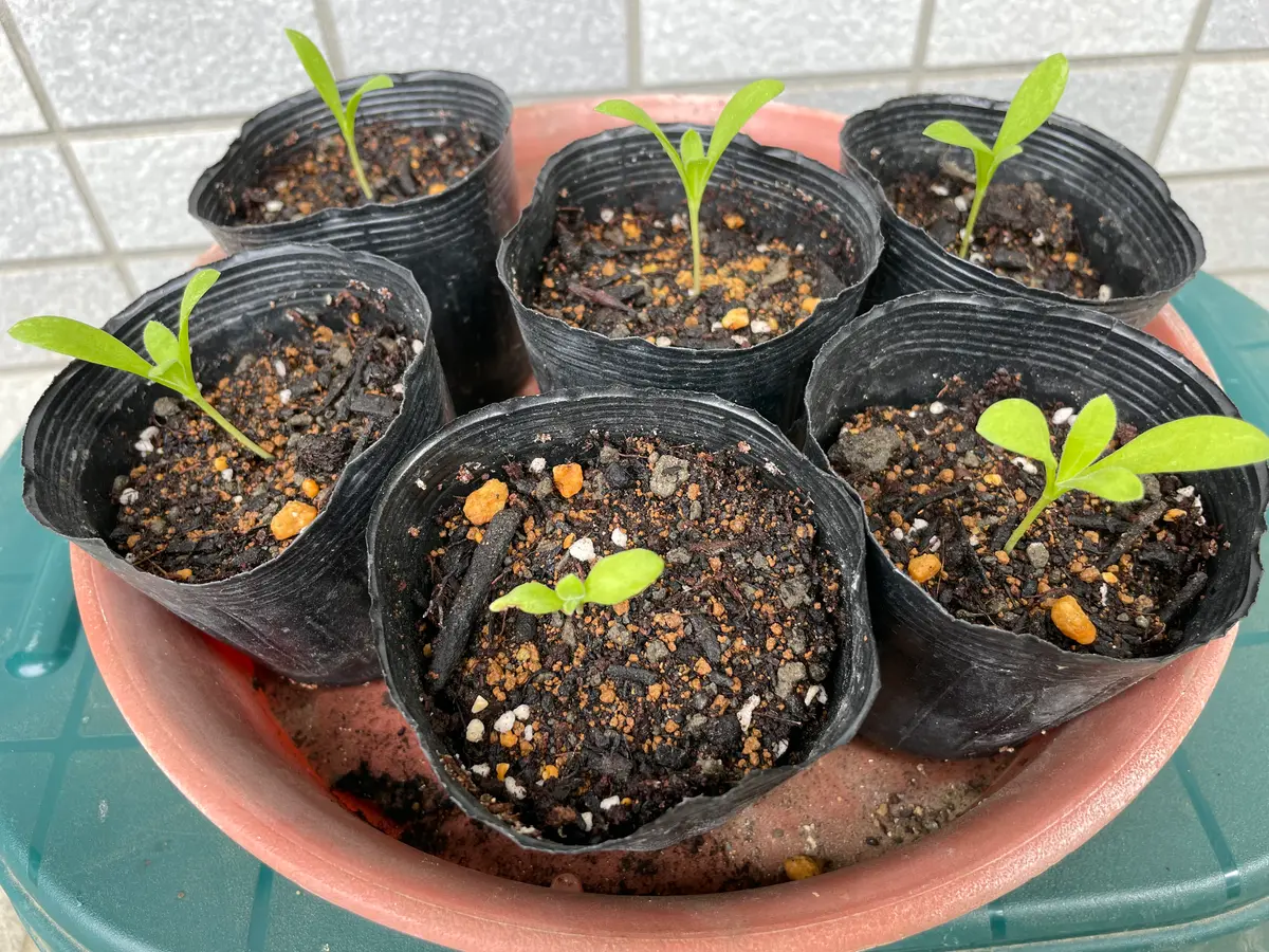 大きめ　発芽苗　30本 野菜苗（営利用）】接木ピット苗（セルトレイ）72穴 メロン苗（めろん