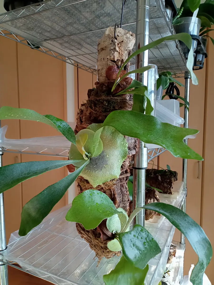 ビカクシダ ネザーランドの着生栽培｜そだレポ（栽培レポート）by