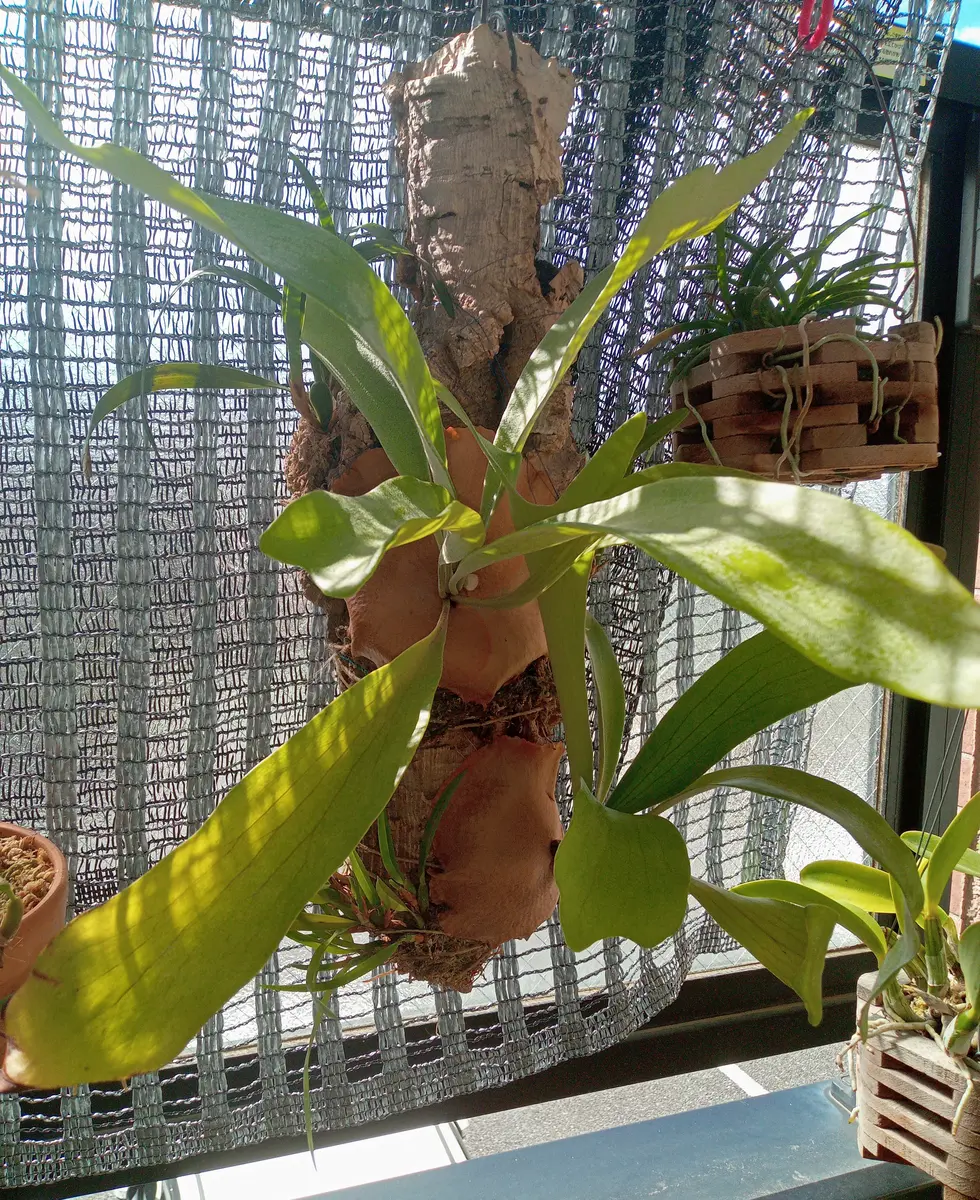 ビカクシダ ネザーランドの着生栽培｜そだレポ（栽培レポート）by