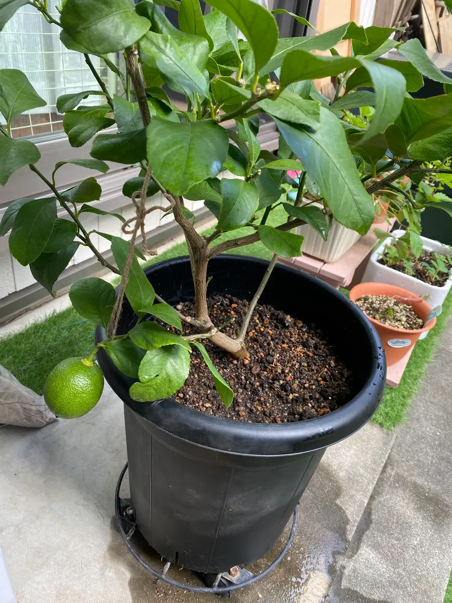 レモンの木　リスボン　実つき　ボリューム株　 樹形抜群の大株 レモンの木 リスボン 実つき ボリューム株 樹形抜群の大株