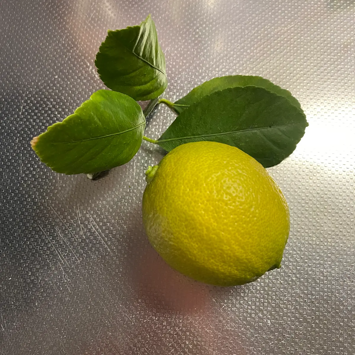 初心者がトゲなしリスボンレモン栽培🍋｜そだレポ（栽培レポート